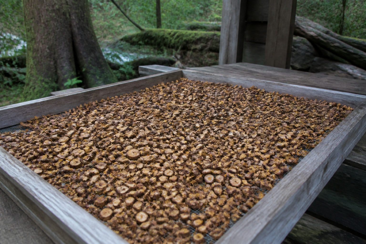 How to Forage and Use Oregon Grape (Root and Berry) — drying root