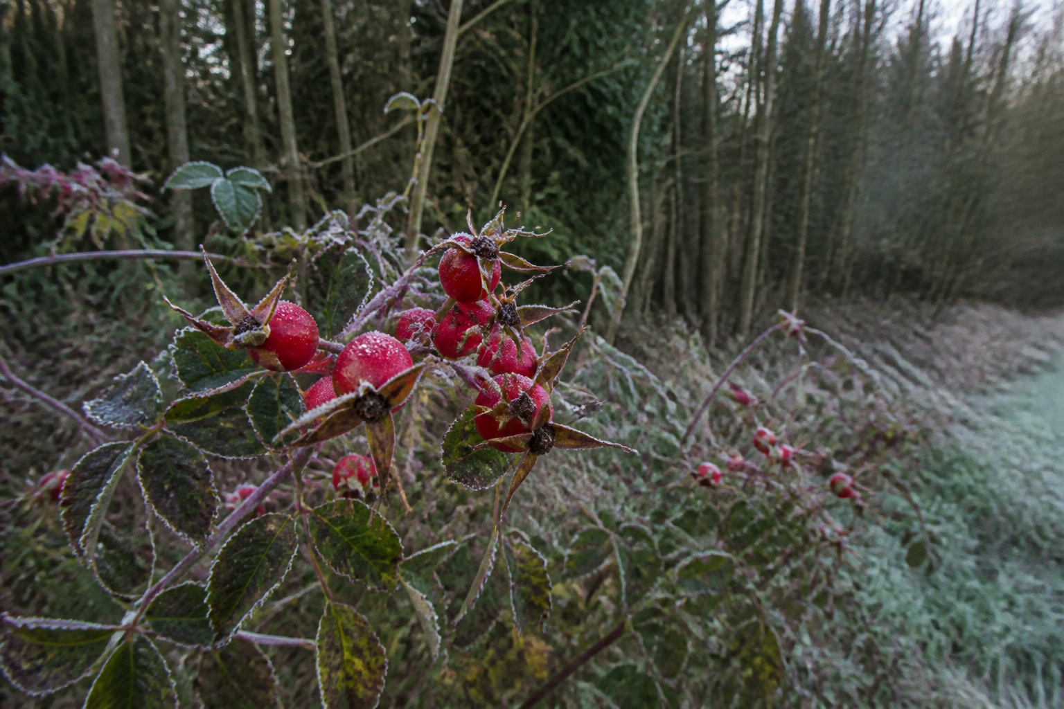How to Forage Rose Hips (and Turn Them Into Syrup) — rose cane
