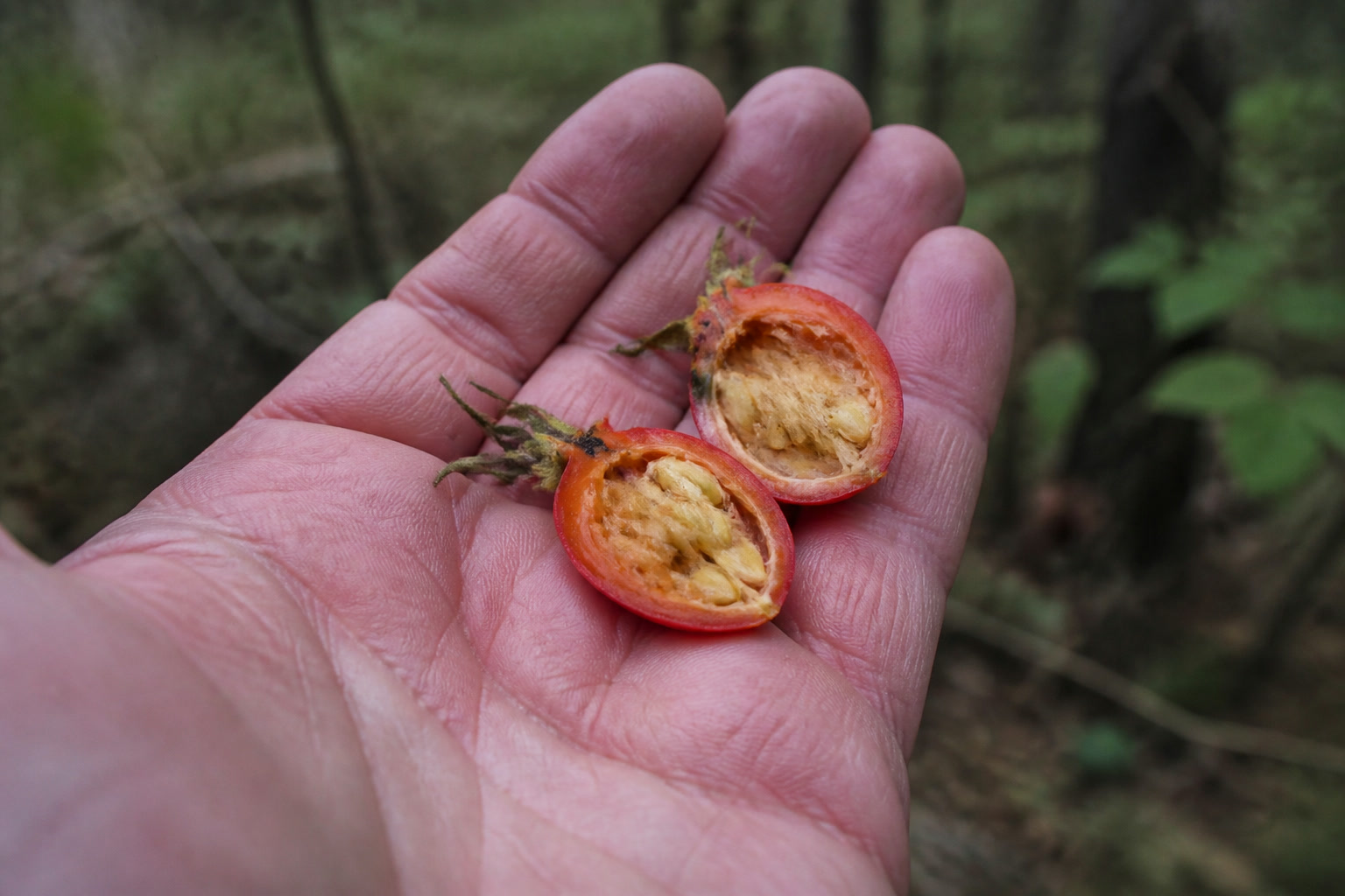 How to Forage Rose Hips (and Turn Them Into Syrup) — seeds hairs