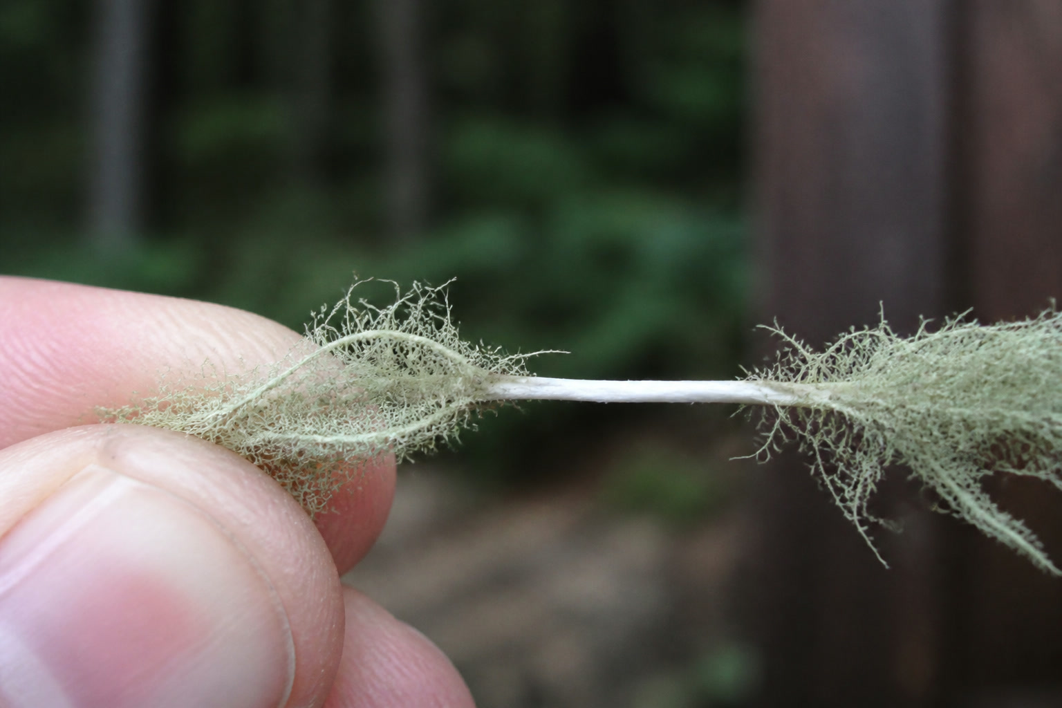 How to Forage and Use Usnea (Old Man's Beard Lichen) - cord test
