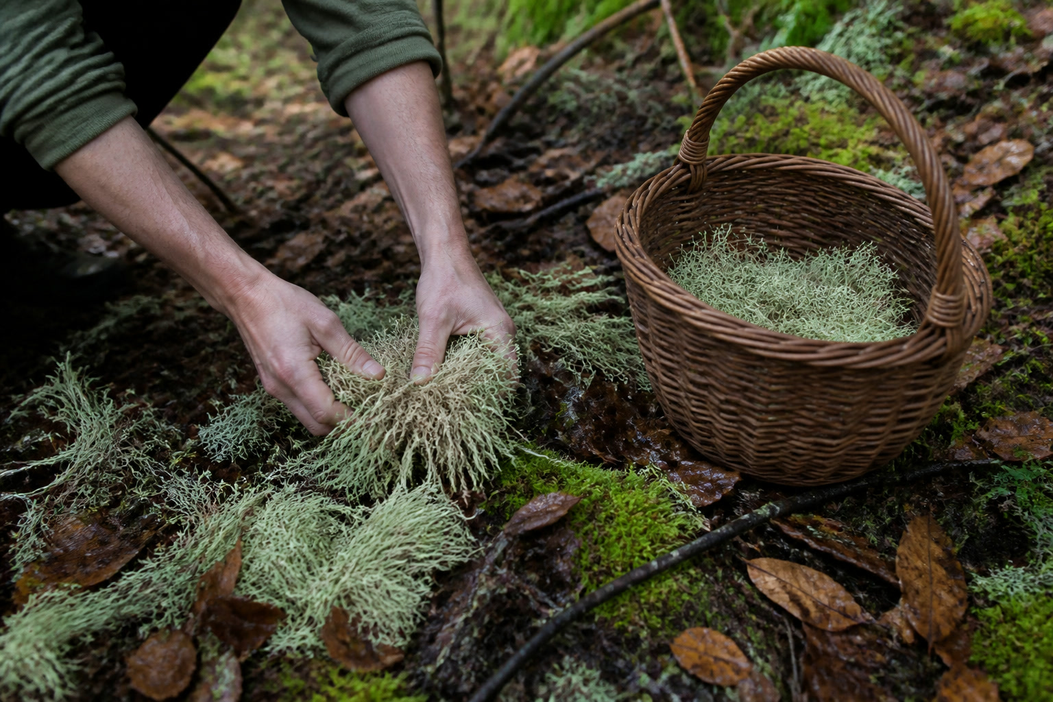 How to Forage and Use Usnea (Old Man's Beard Lichen) - ground gather