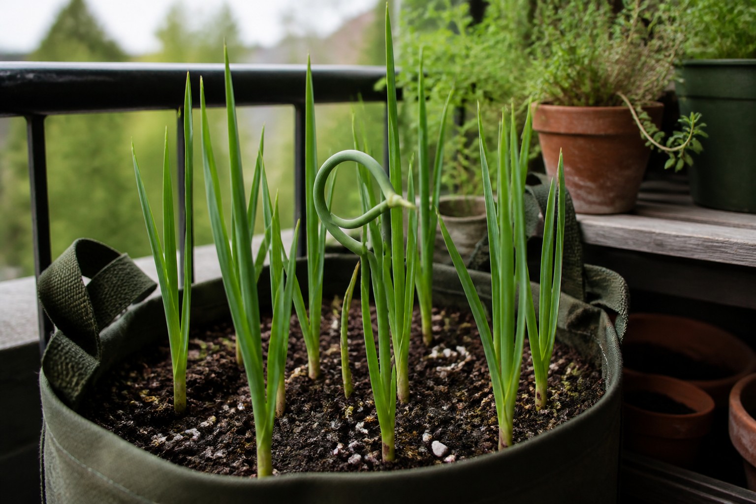 How to Grow Garlic in Containers on a Balcony — spring shoots