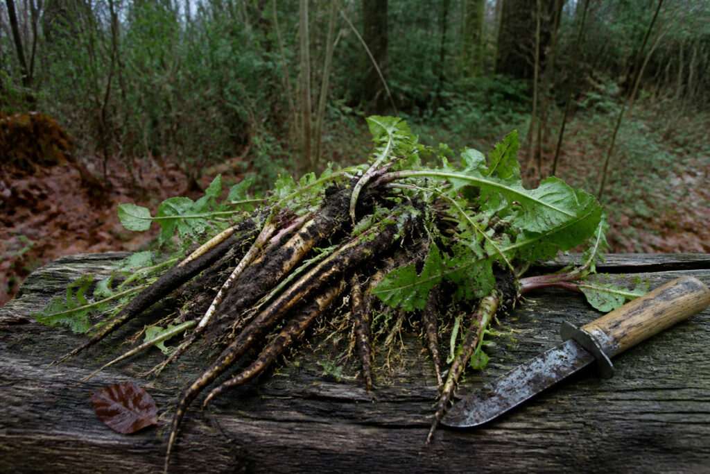 How to Harvest Medicinal Roots in Fall the Right Way