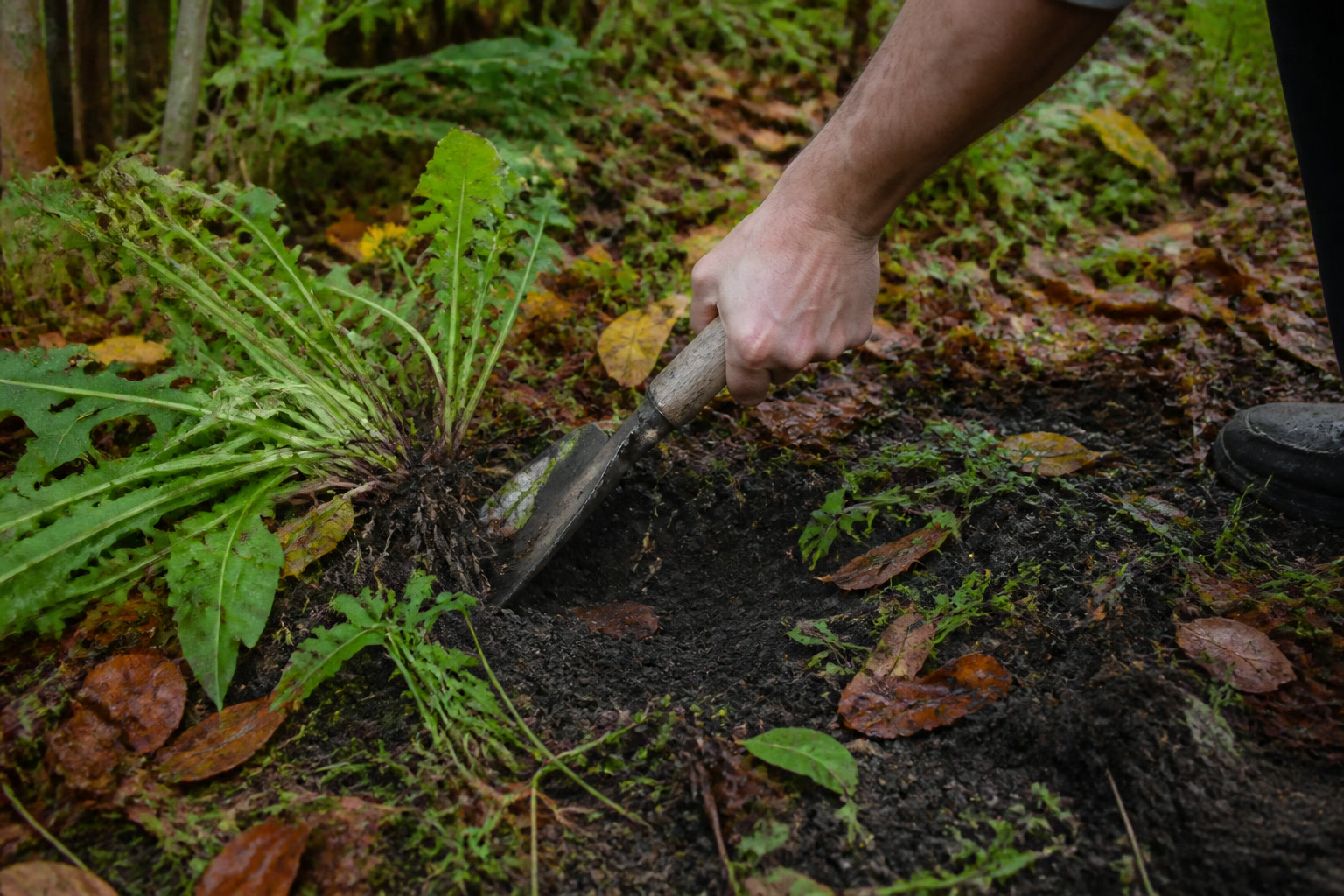 How to Harvest Medicinal Roots in Fall the Right Way — loosen soil