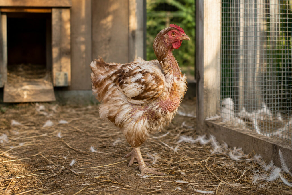 How to Help Your Chickens Through the Fall Molt