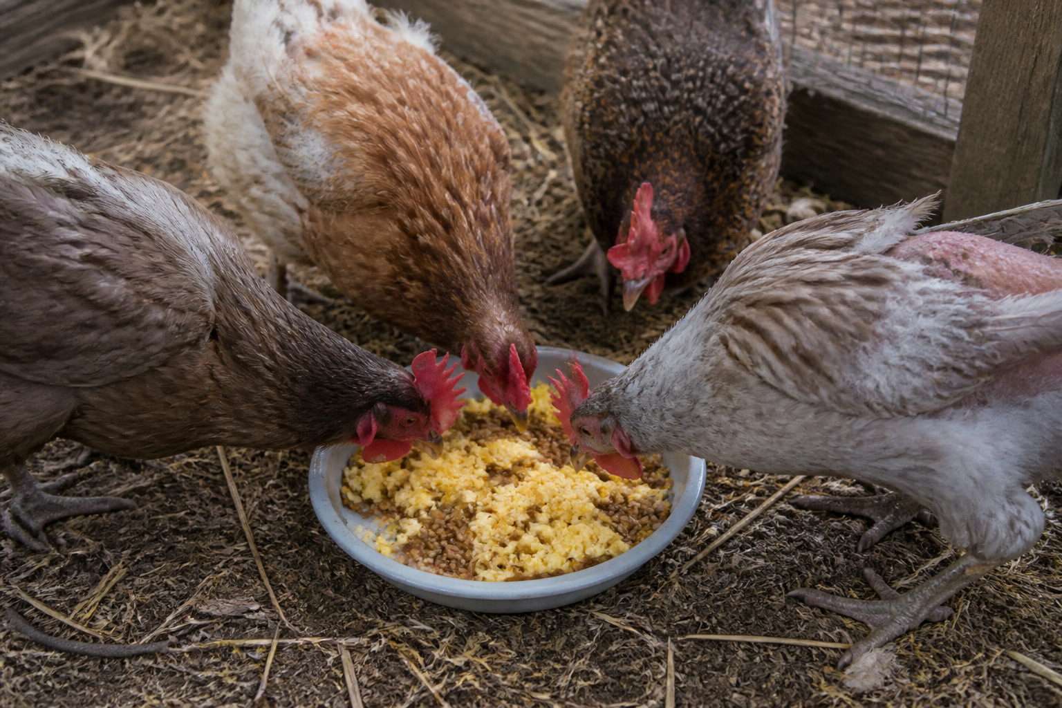 How to Help Your Chickens Through the Fall Molt — protein dish