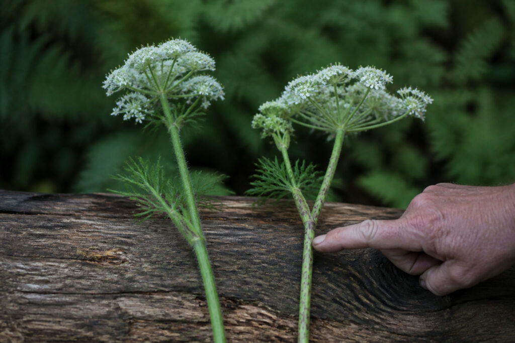 Poisonous Plant Look-Alikes Every Forager Should Know
