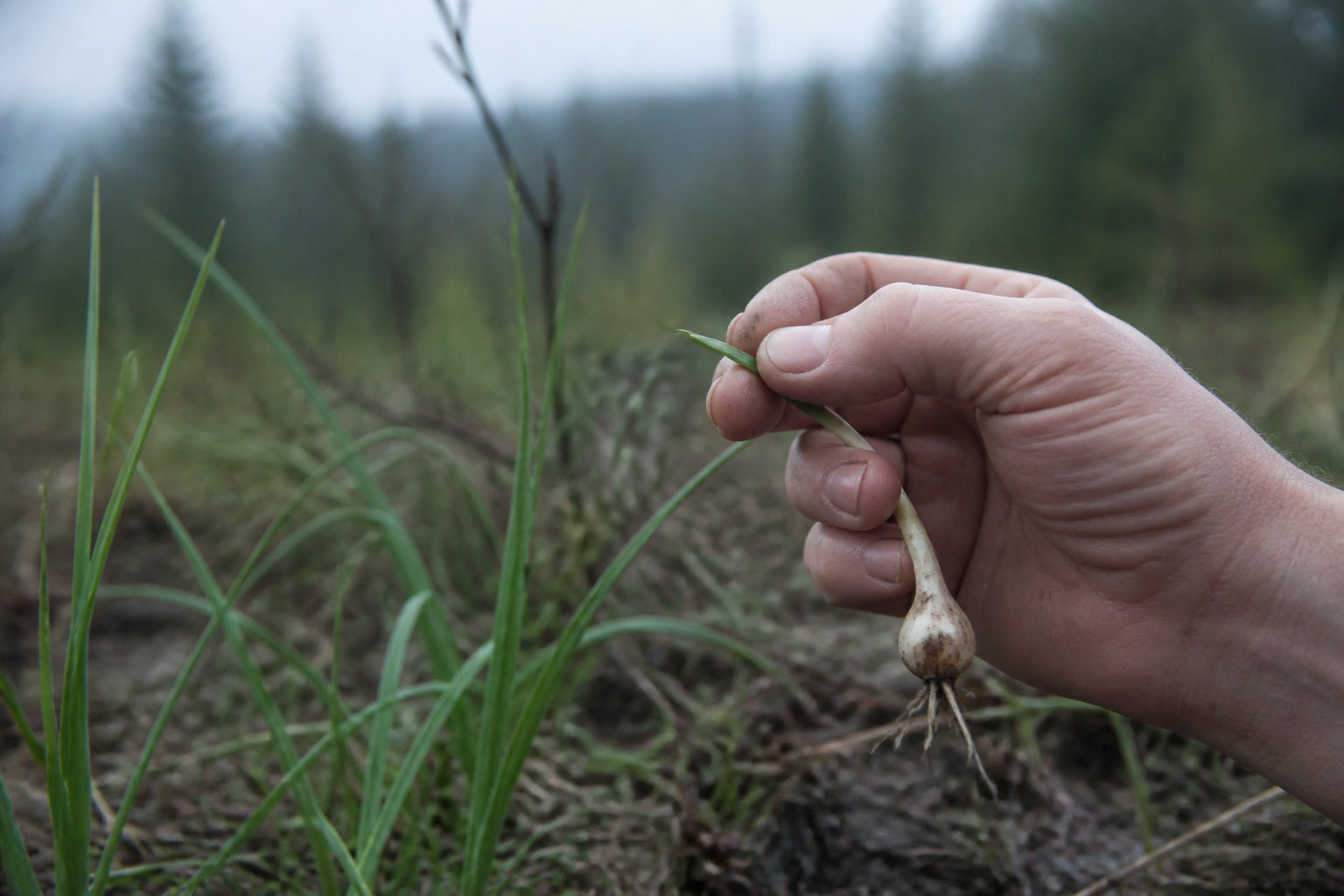 Poisonous Plant Look-Alikes Every Forager Should Know — onion smell