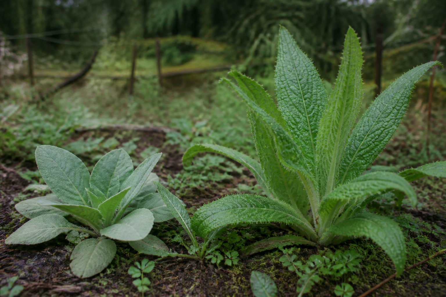 Poisonous Plant Look-Alikes Every Forager Should Know — foxglove rosette