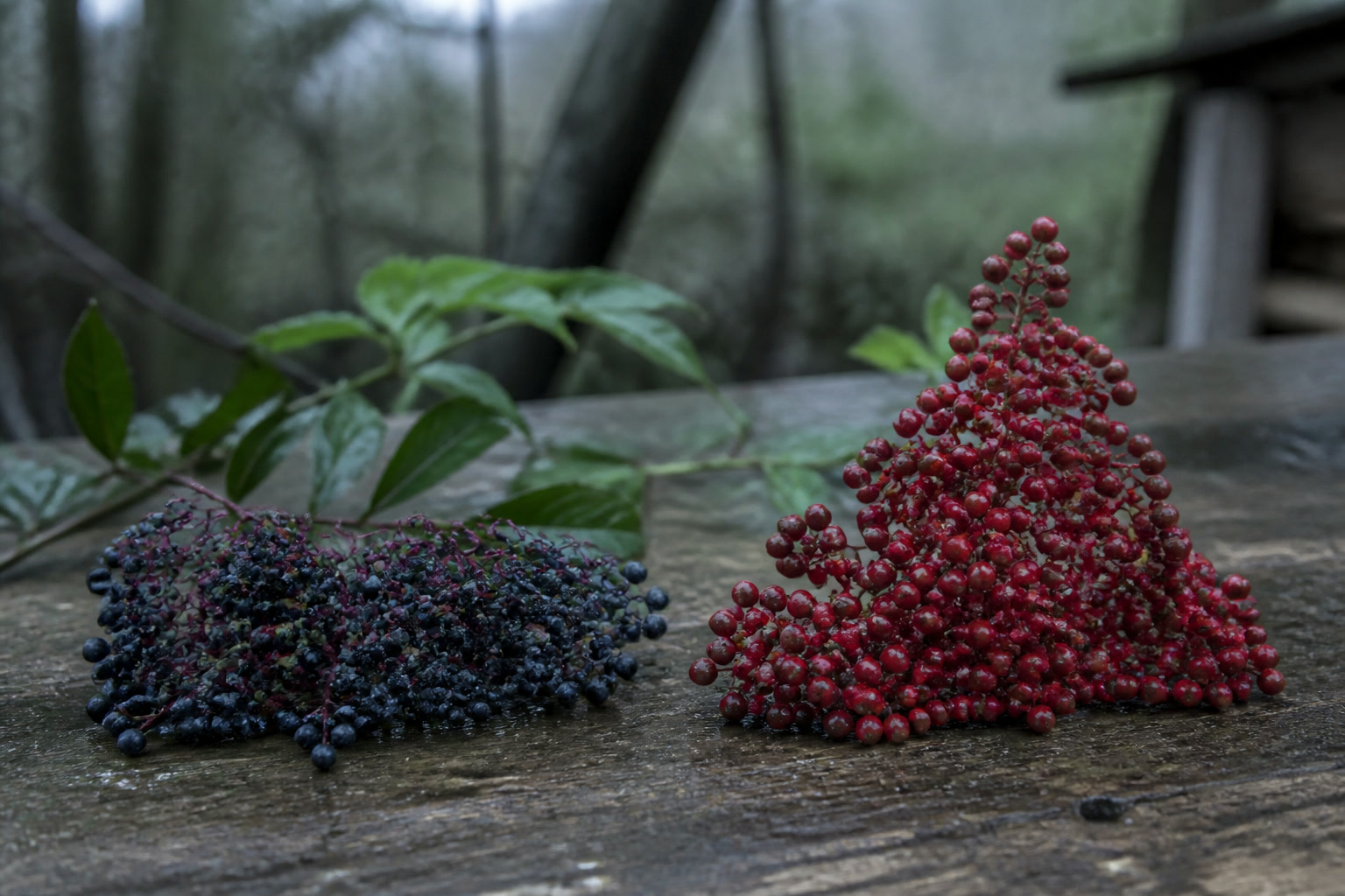 Poisonous Plant Look-Alikes Every Forager Should Know — elder clusters