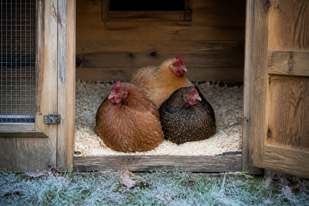 How to Keep Chickens Warm in Winter Without Heat
