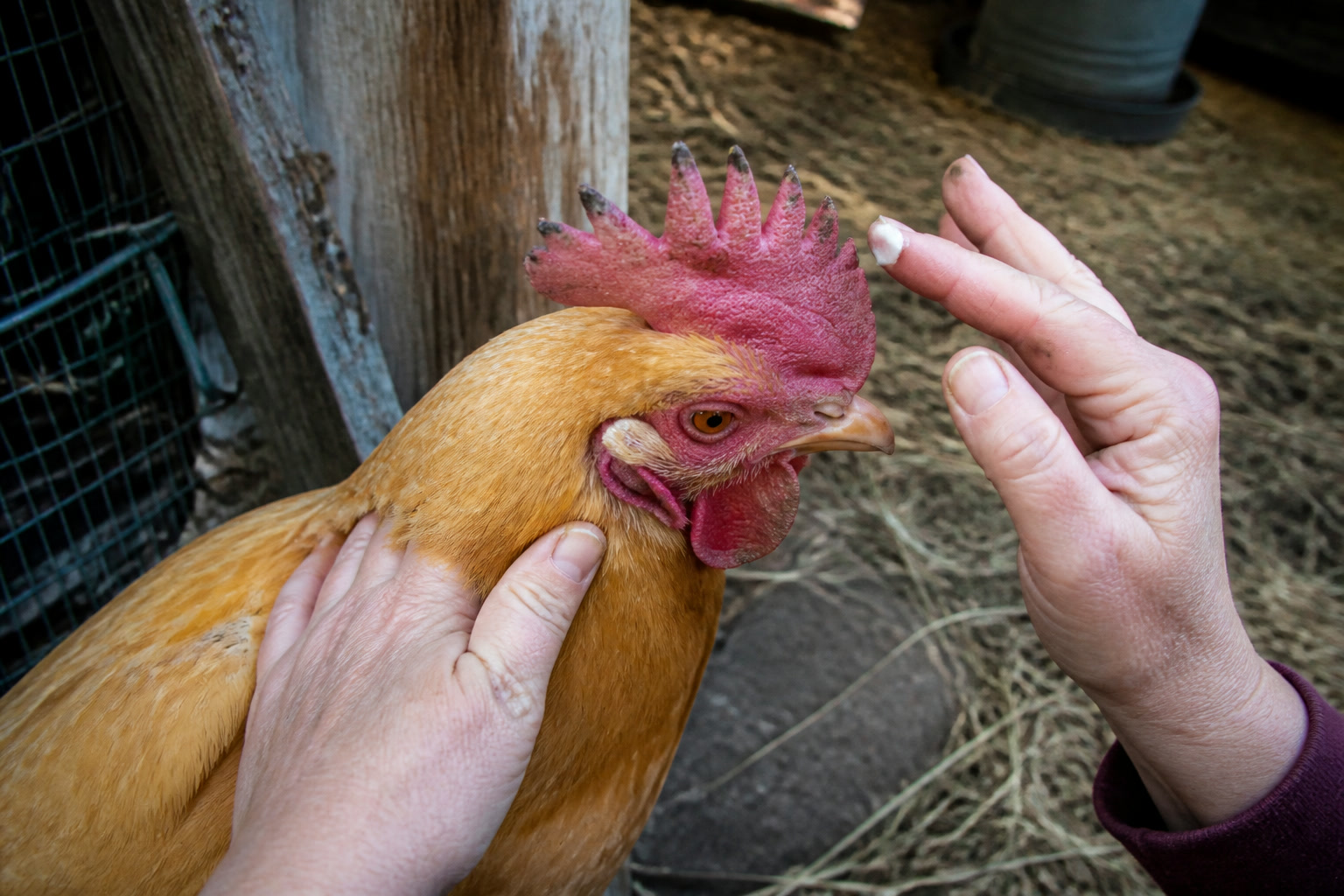 How to Keep Chickens Warm in Winter Without Heat — comb check