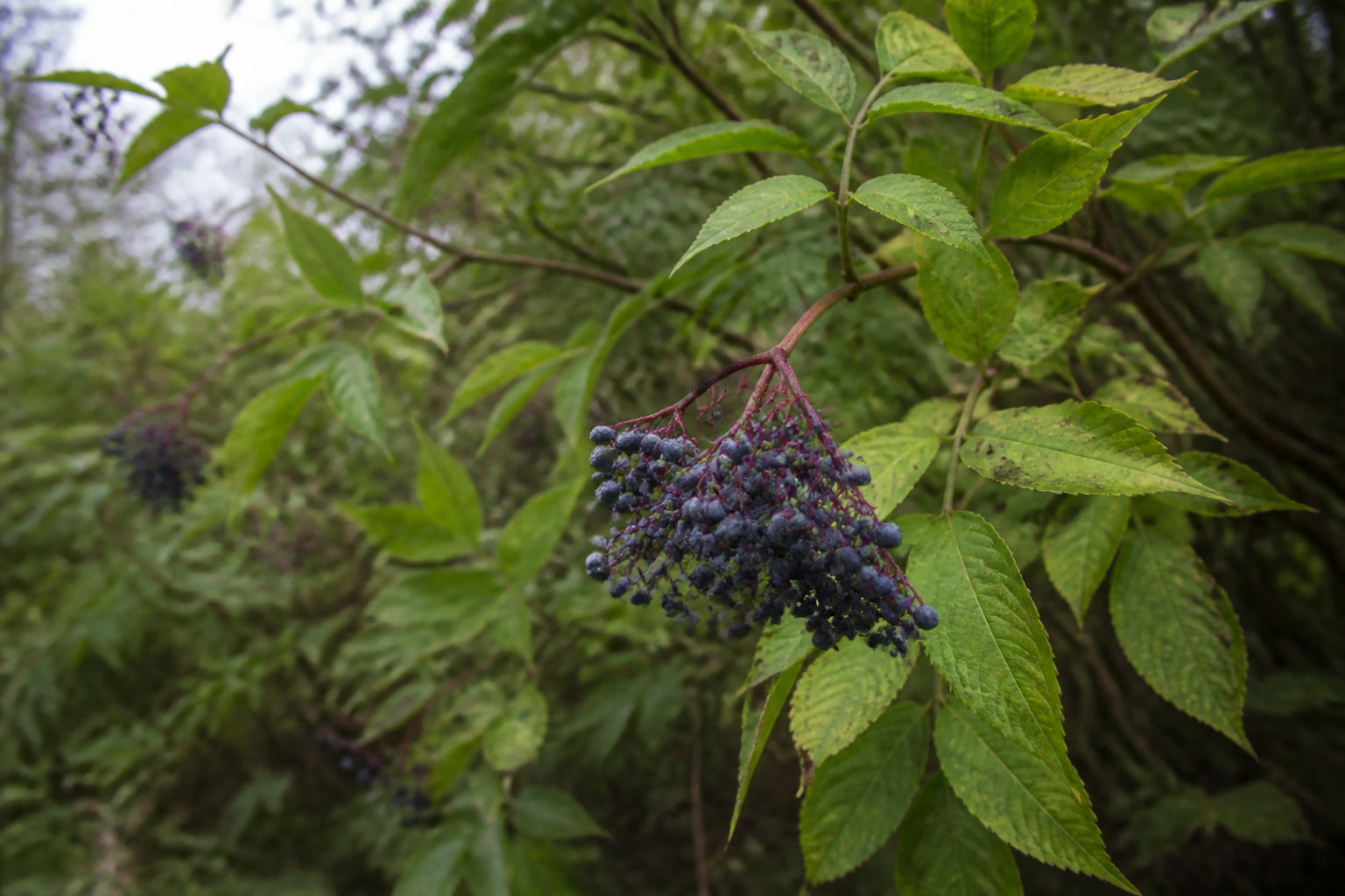 How to Make Elderberry Syrup: A Simple Forager's Recipe — blue cluster