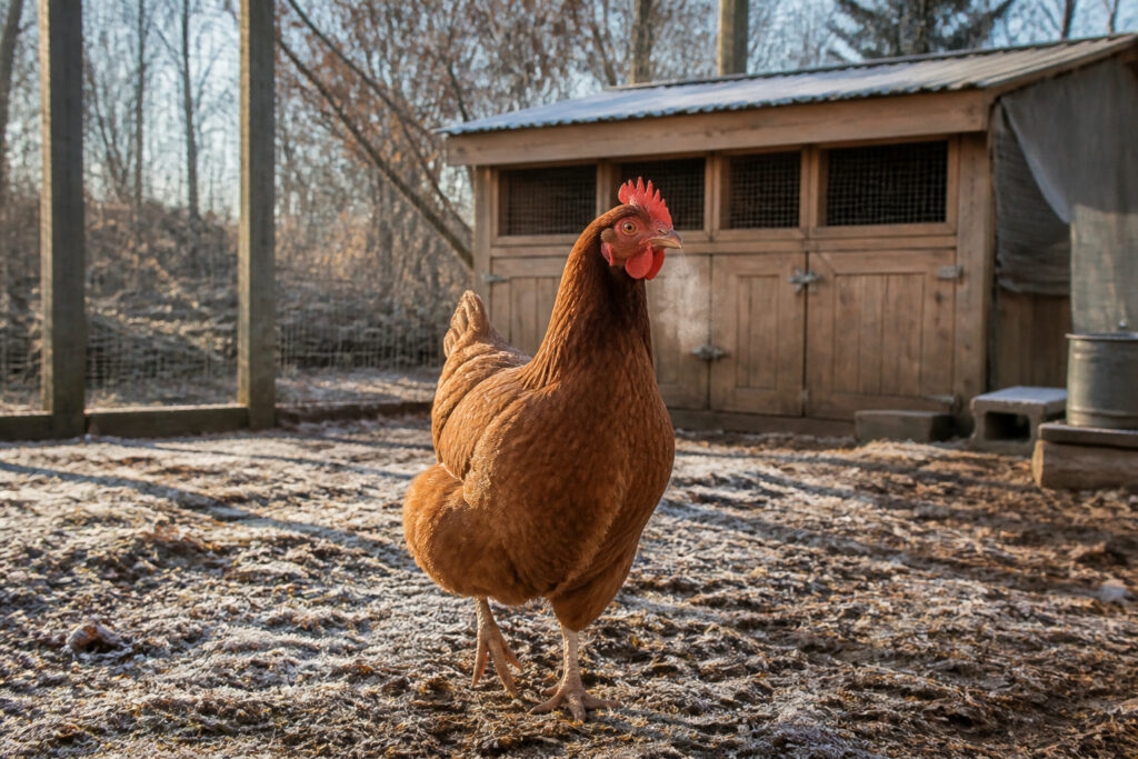 How to Prevent Frostbite on Chickens Before It Starts