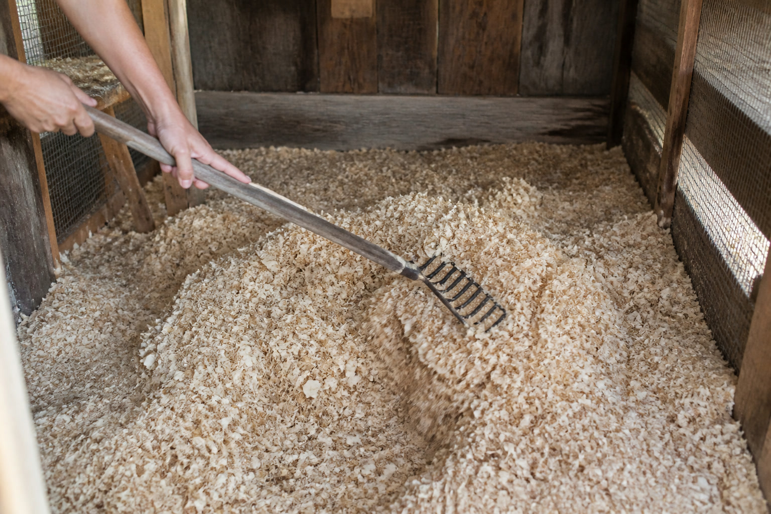 How to Prevent Frostbite on Chickens Before It Starts — deep litter