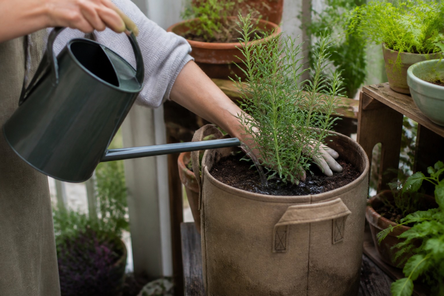 How to Repot a Root-Bound Container Plant on a Balcony — water in