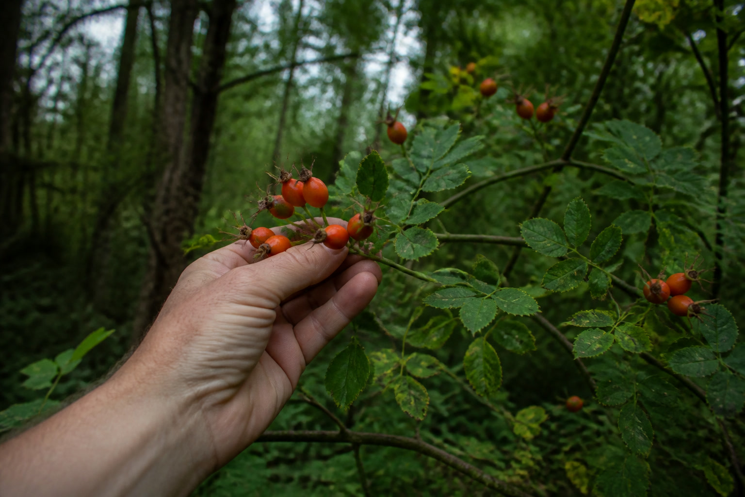 What to Forage in the Pacific Northwest This Fall — rose hips