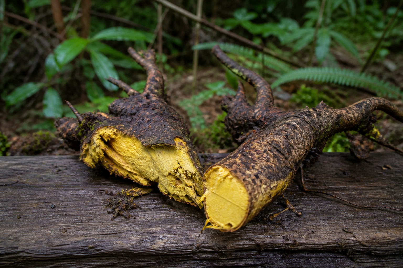 What to Forage in the Pacific Northwest This Fall — oregon grape root