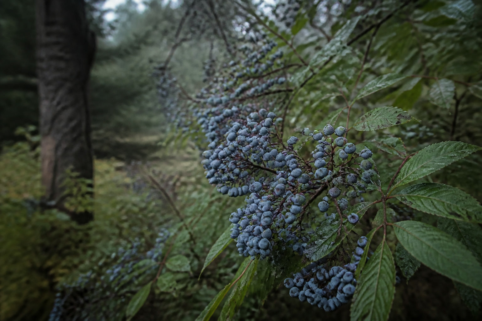 What to Forage in the Pacific Northwest This Fall — blue elder