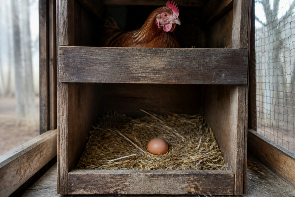 Why Chickens Stop Laying in Winter (and What to Do)