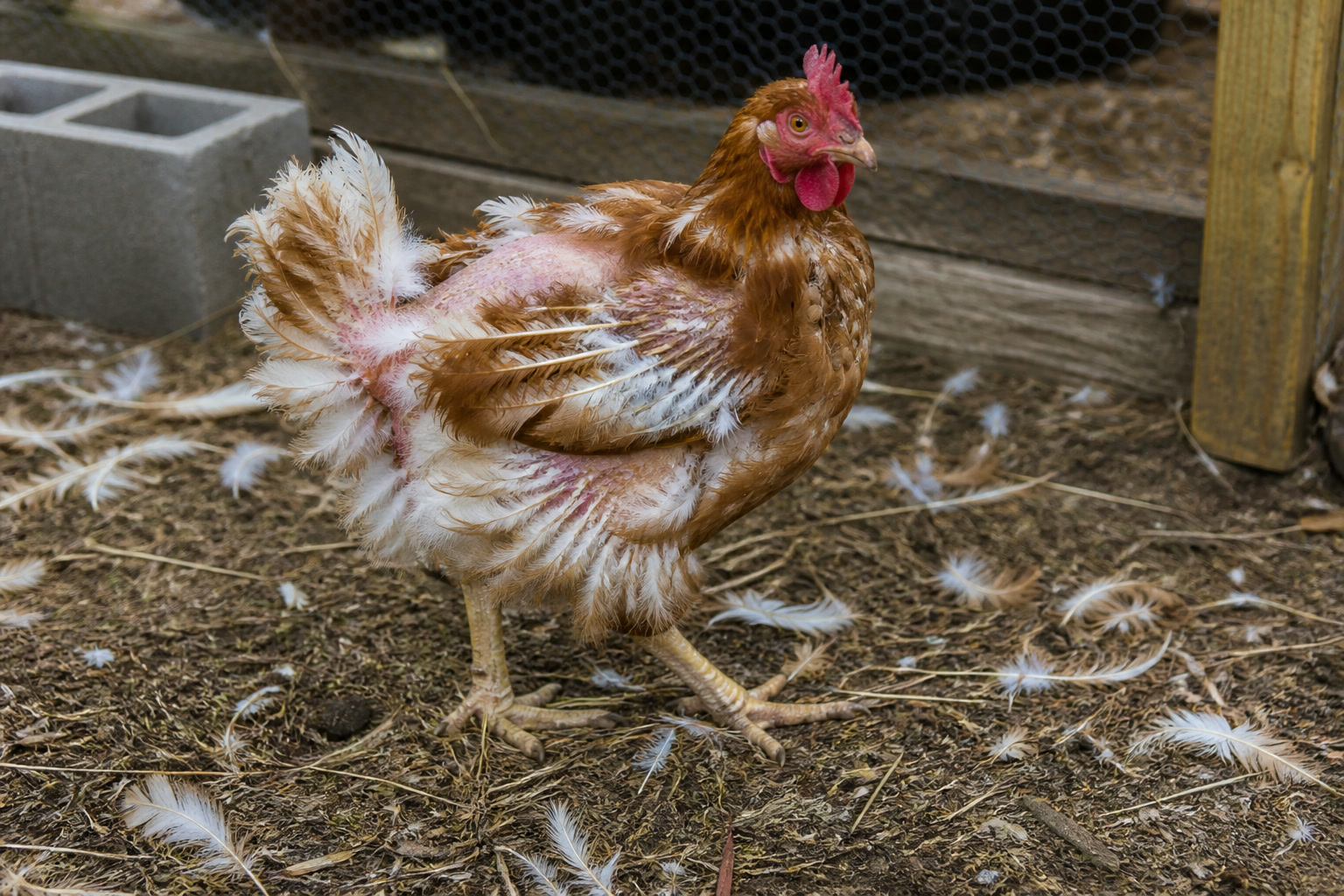 Why Chickens Stop Laying in Winter (and What to Do) — molt