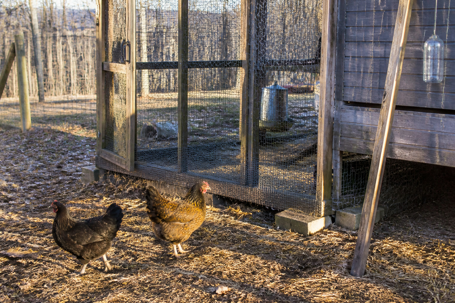 Why Chickens Stop Laying in Winter (and What to Do) — short daylight