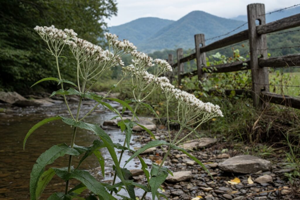 How to Forage and Use Boneset in Southern Appalachia