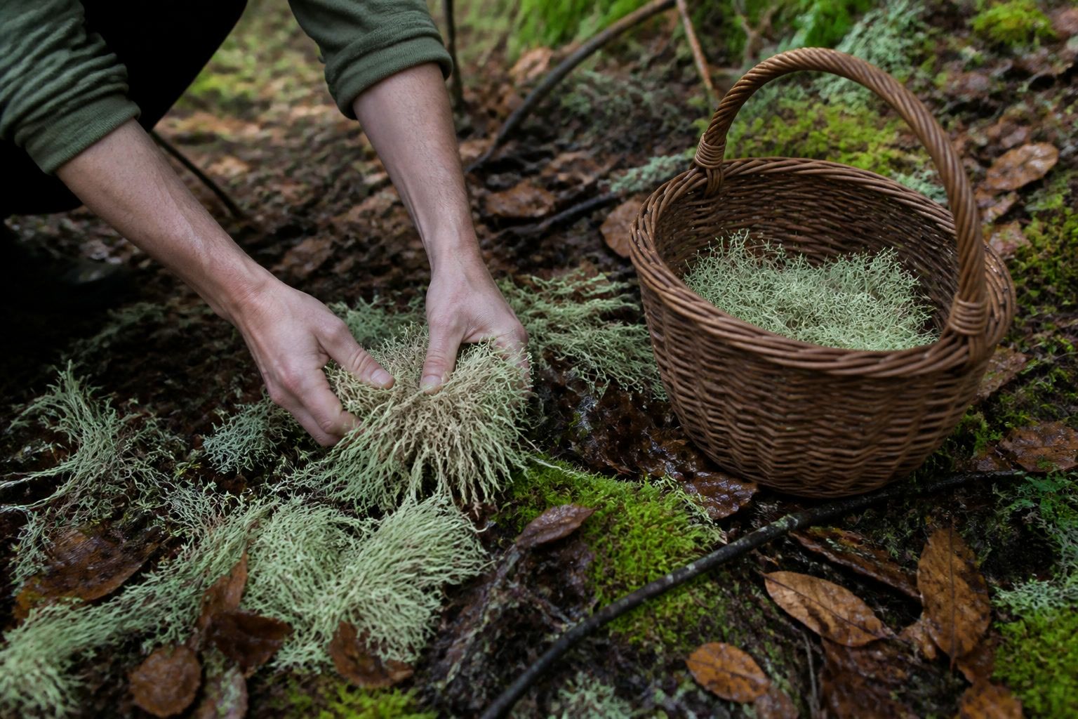 How to Forage and Use Usnea (Old Man's Beard Lichen) - ground gather