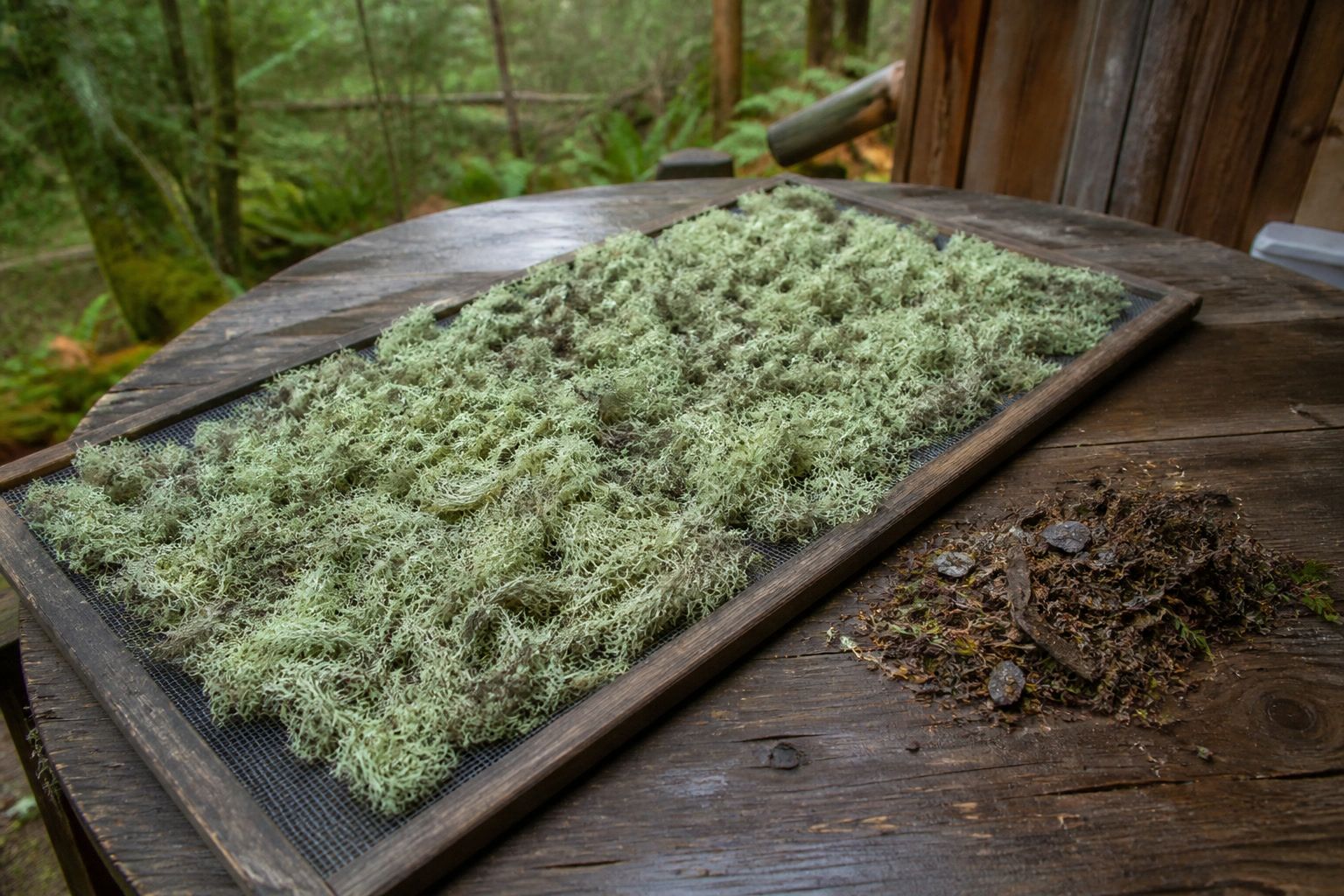 How to Forage and Use Usnea (Old Man's Beard Lichen) - clean dry